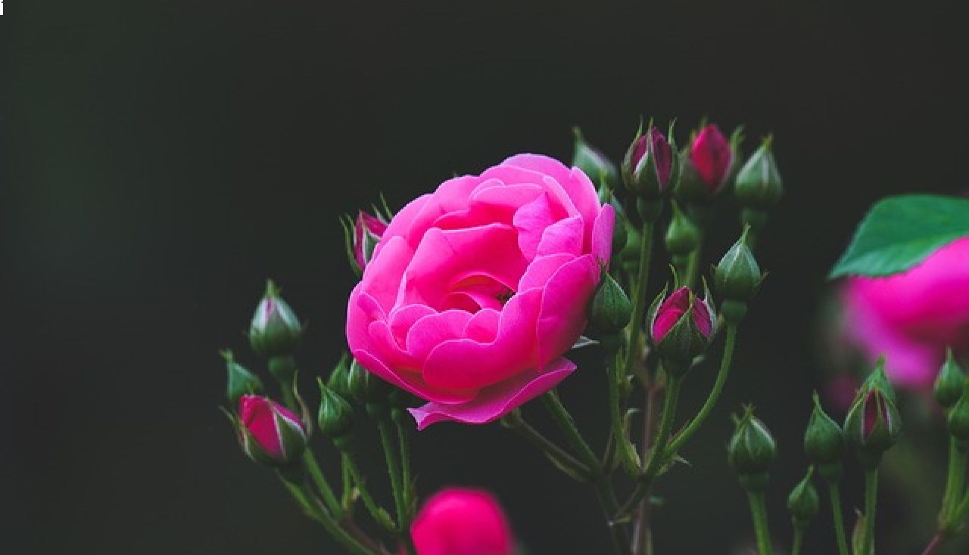 Conférence : Rosa, Rosae, la reine des fleurs dans l'histoire des parfums