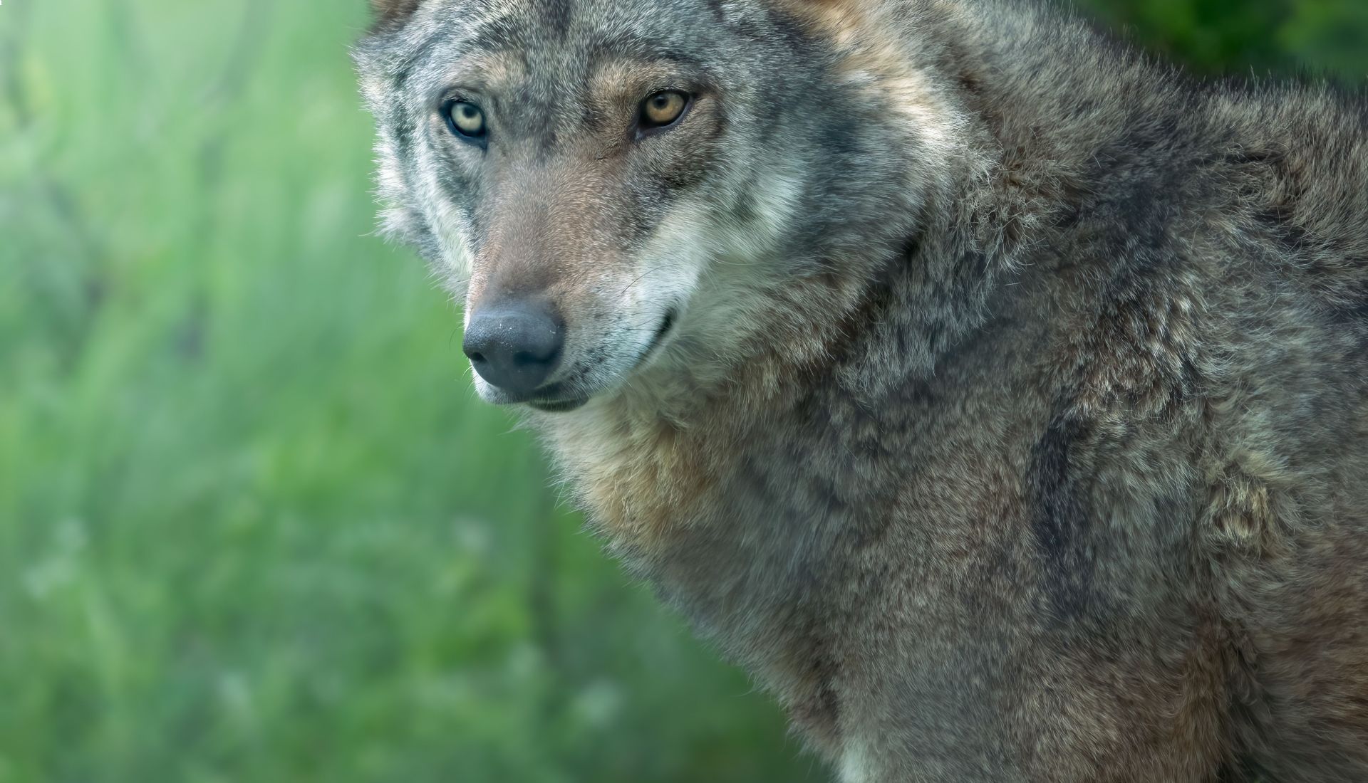 Conférence : le retour du loup à l’épreuve de la cohabitation