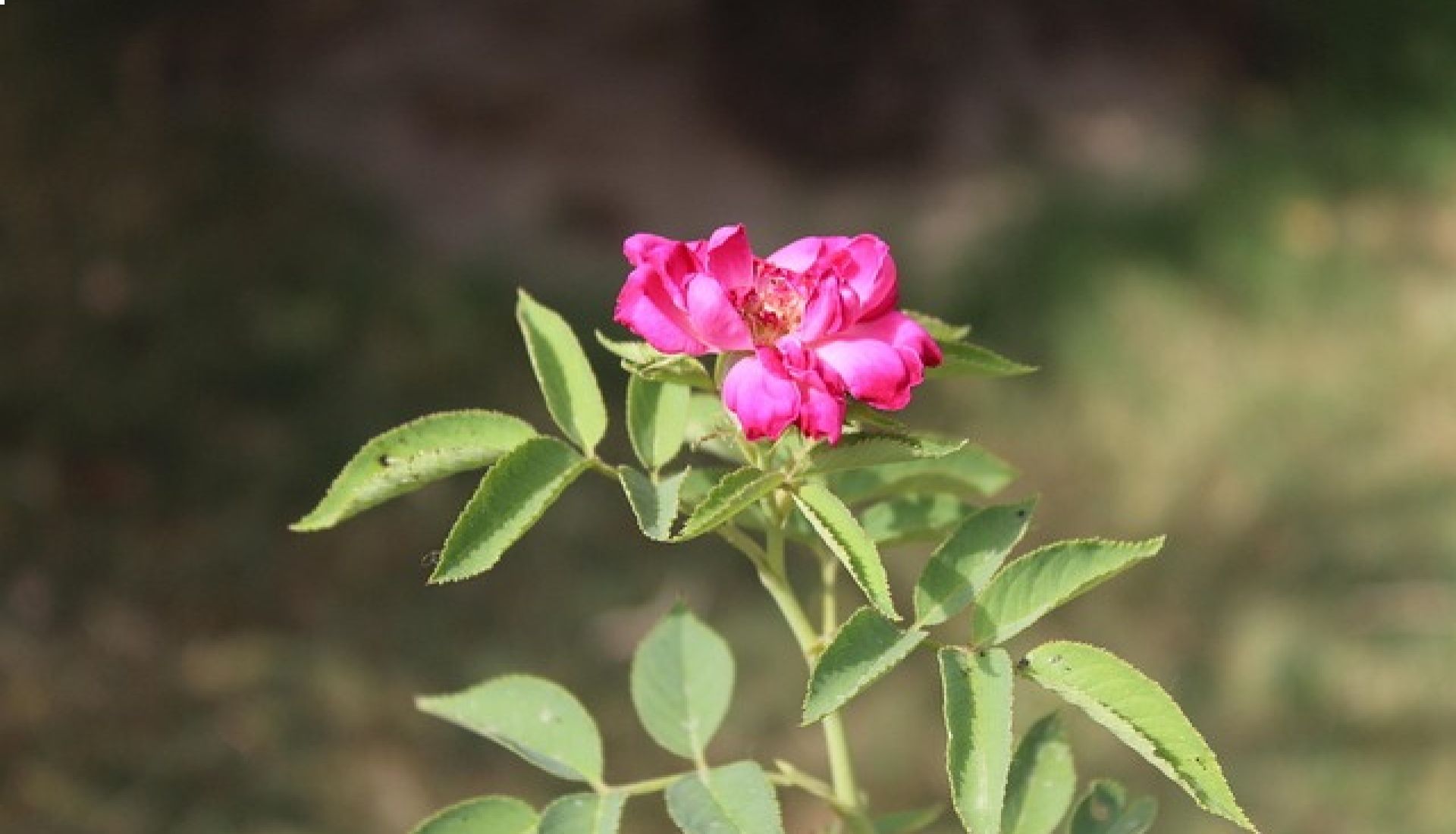 Une journée autour de la rose de Damas
