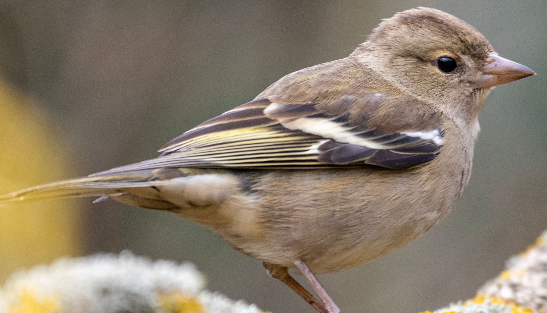 Les oiseaux dans les Baronnies, diaporama commenté