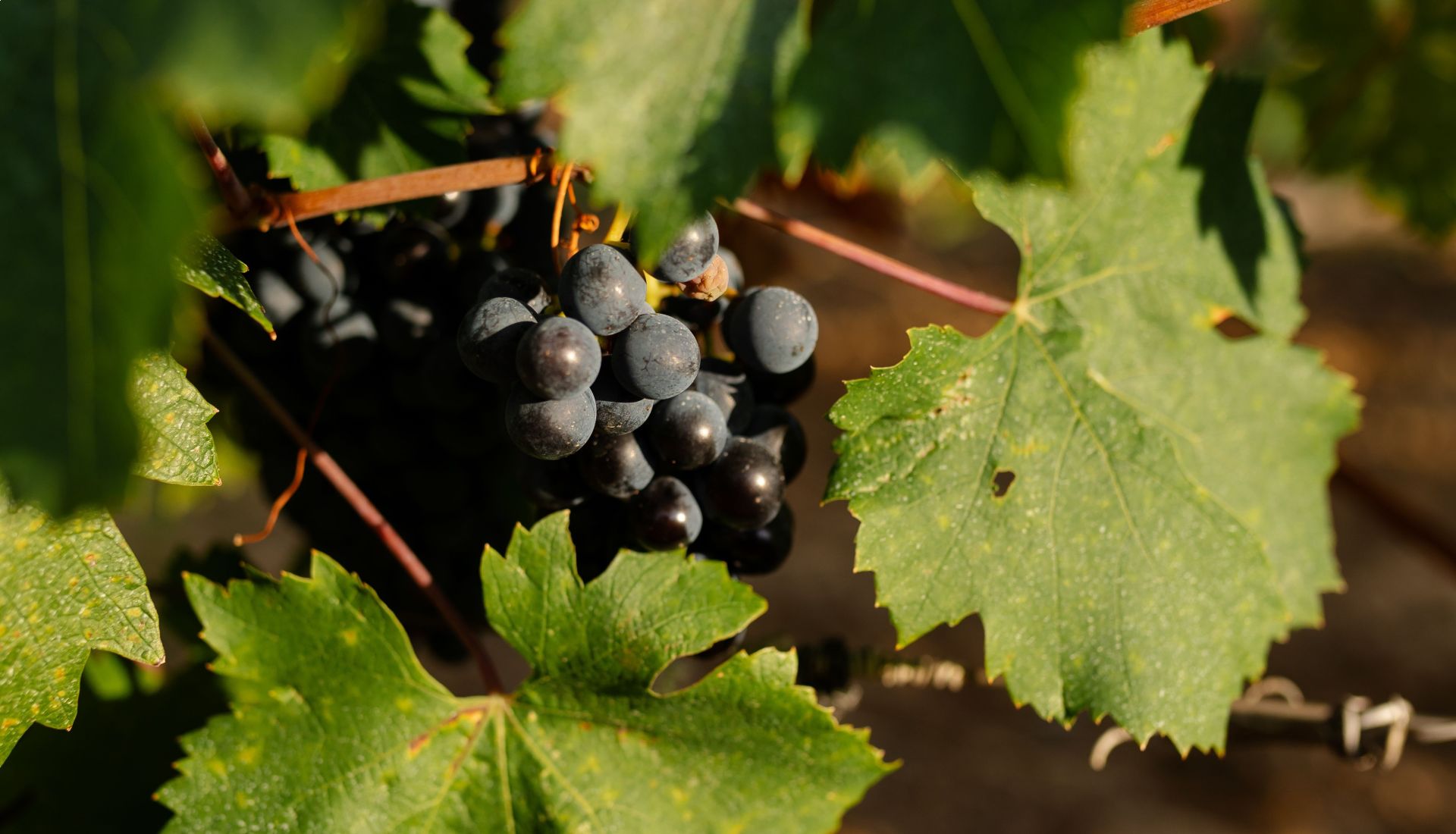 Visite du domaine viticole de Grangeneuve