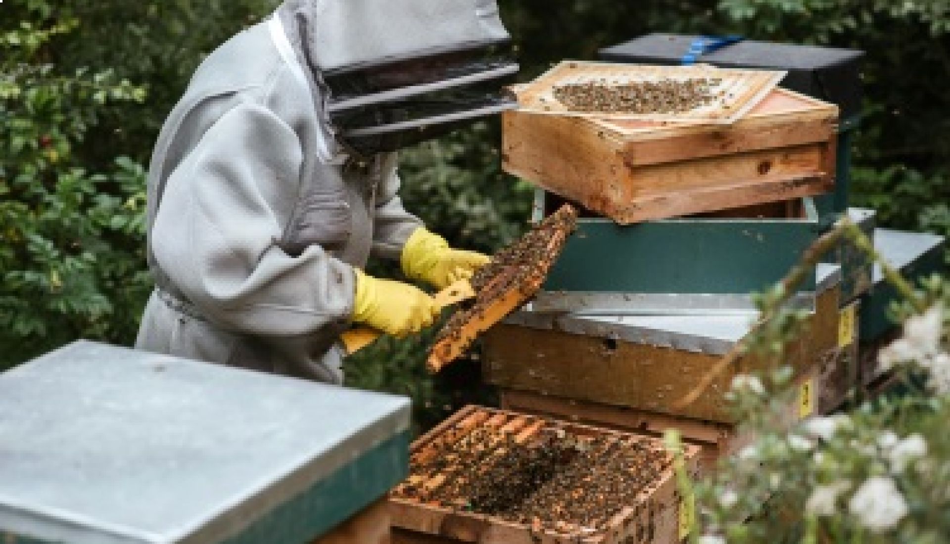 Visite : ICKO, de la ruche au miel