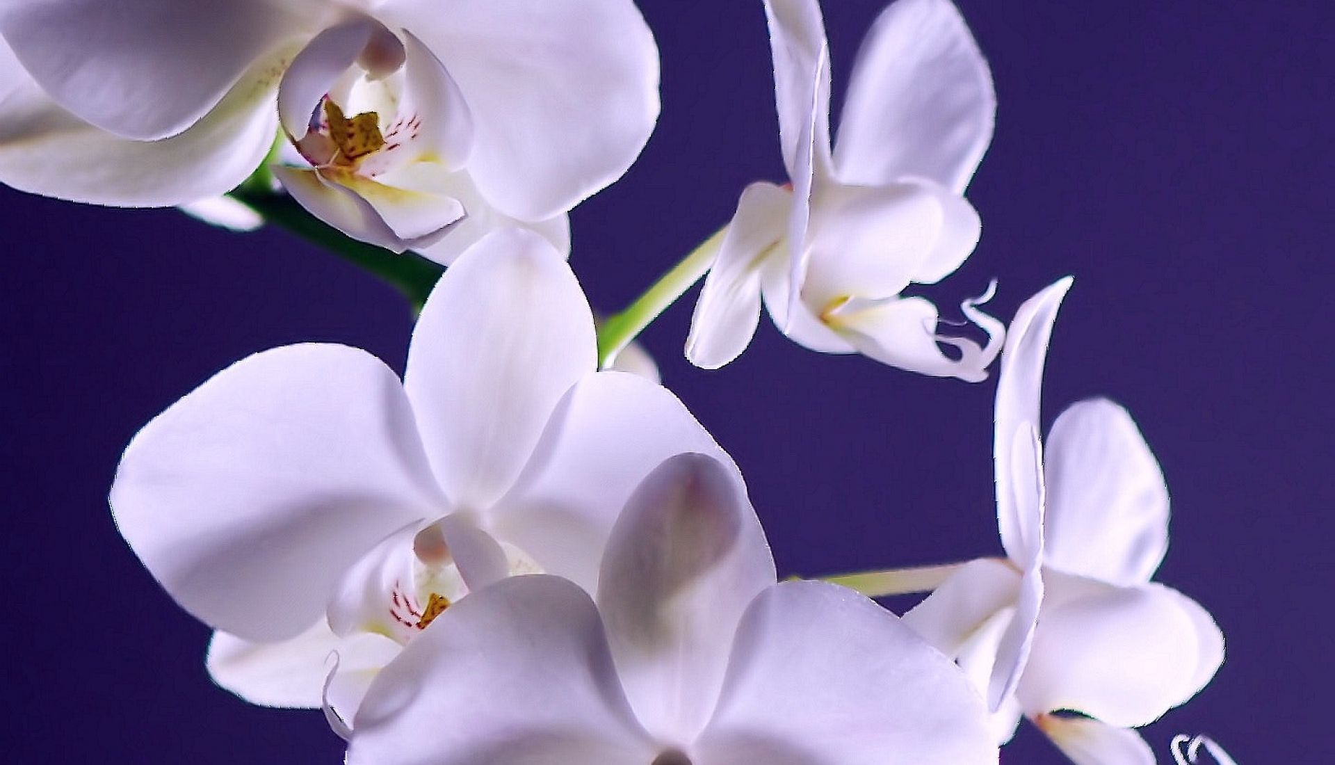 Sortie nature : découvrir les orchidées sauvages