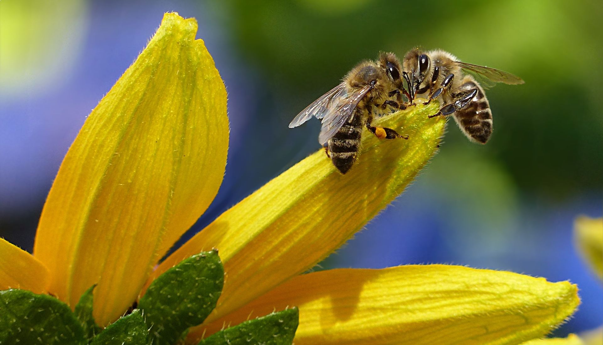 Visite : Icko, de la ruche au miel