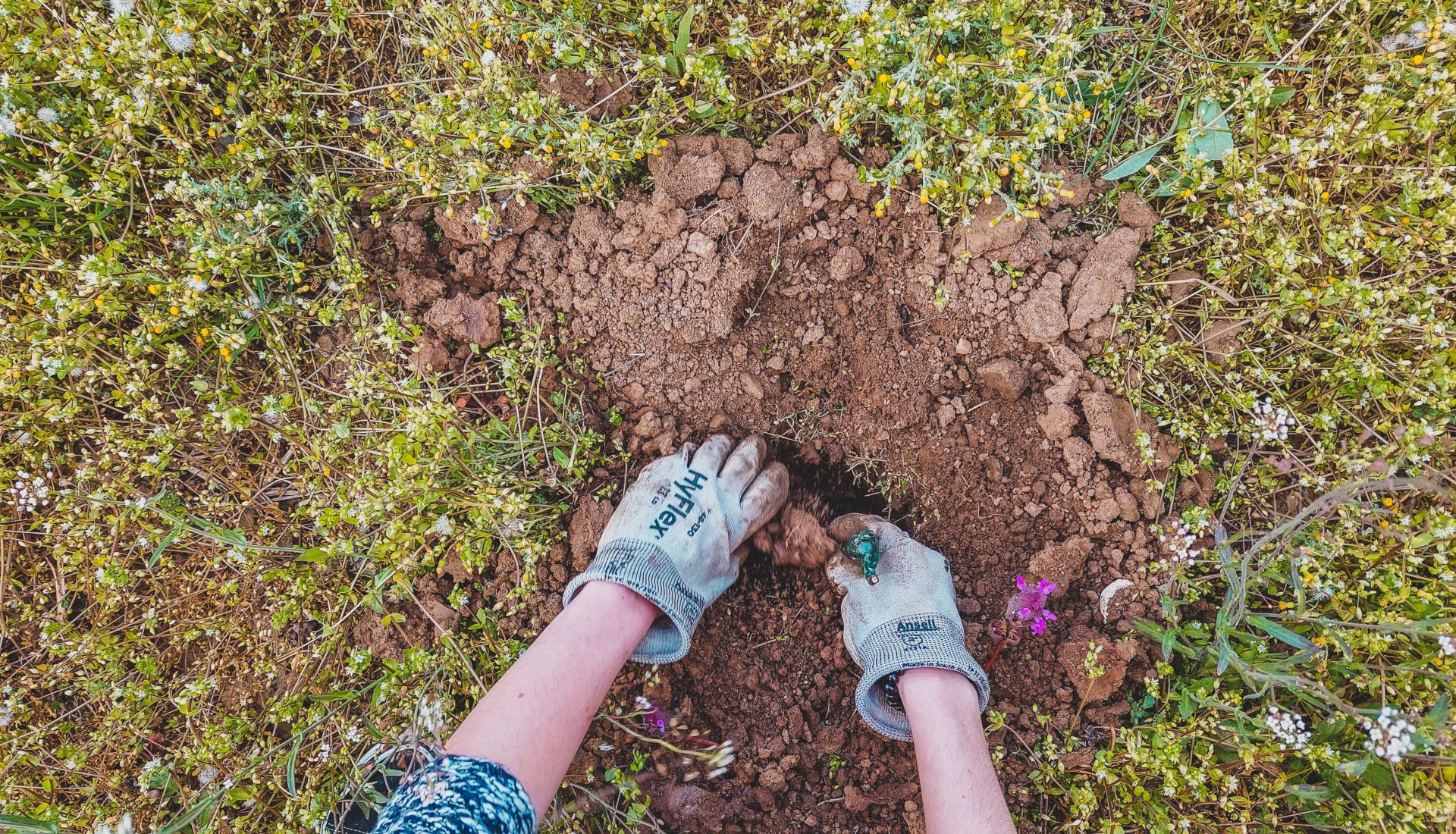 Le cavage ou la recherche des truffes