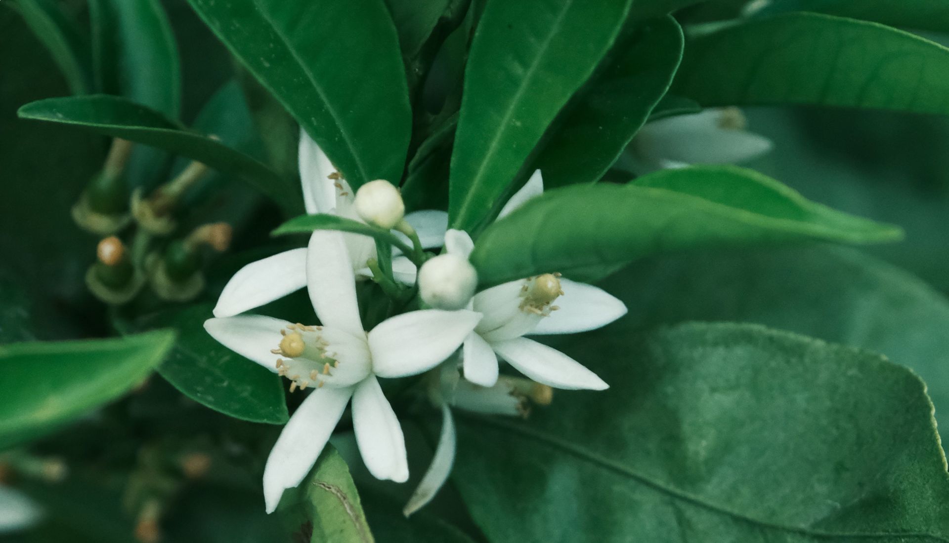Conférence : la fleur d'oranger au cœur de la création de parfum