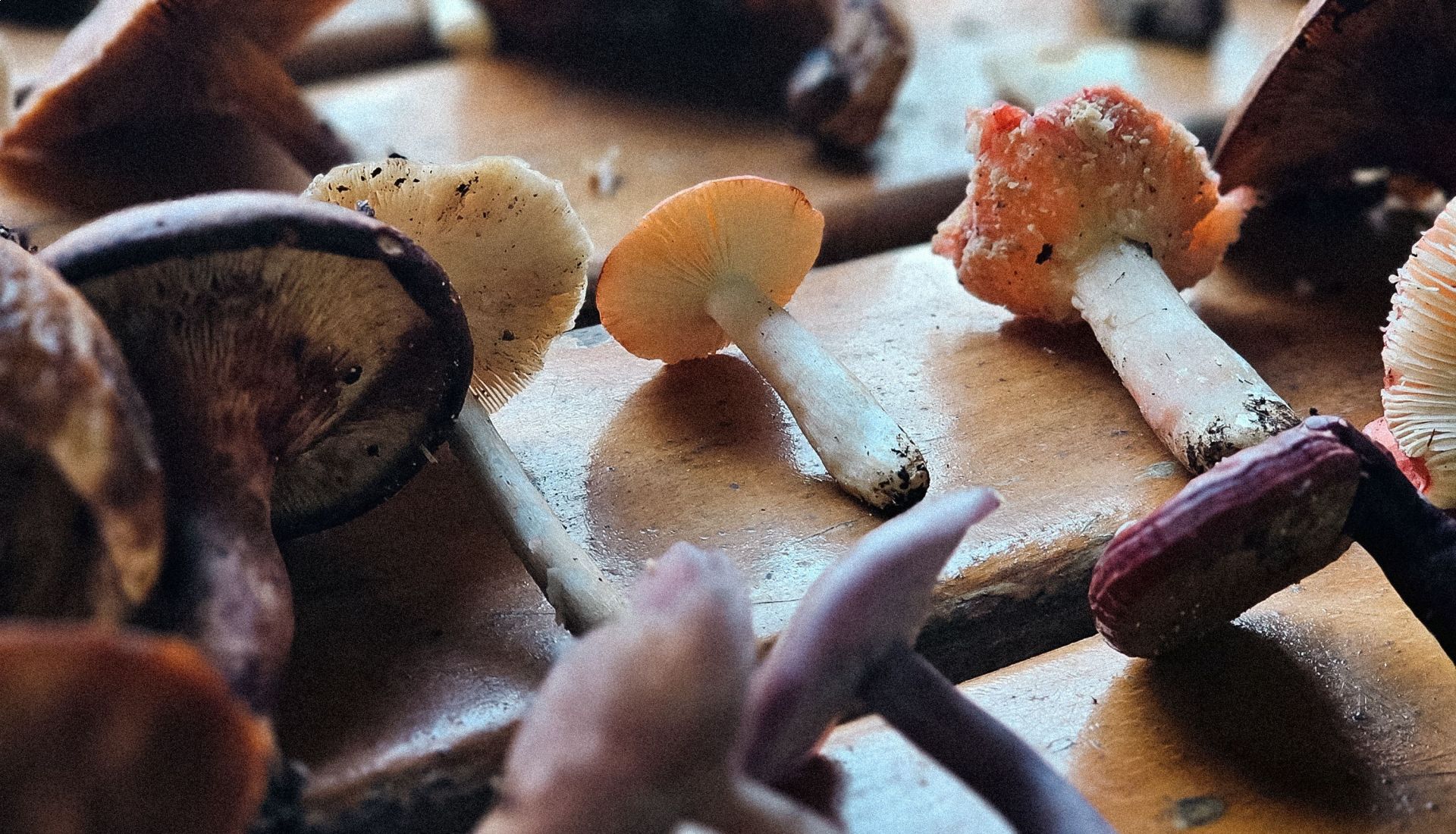Conférence : mycologie, les champignons dans la nature, comment  les reconnaître, les risques de confusion